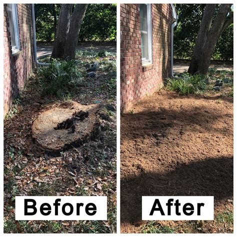5 Things To Know About Stump Grinding In Alexandria Va