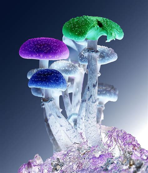 Hd Wallpaper Assorted Color Mushroom Photoshop Mushrooms