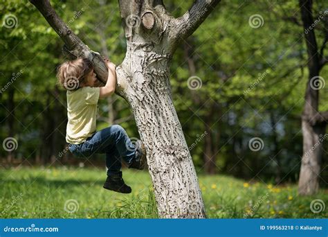 Little Boy Climbing Tree Stock Photo Image Of Green 199563218