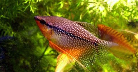 Harga ikan air tawar di pasar ikan dominan lebih murah daripada harga ikan air laut. Ikan Sepat Hias, Info Lengkap Jenis Dan Harganya - Ikan ...