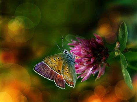 Colorful Wings Flower Butterfly Background Wallpapers
