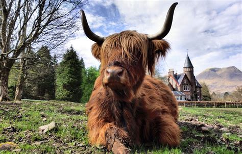 Highland Cow By The Loch Torridon Hotel Photo By Steve Carter
