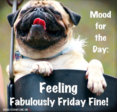 Friday Oh What A Feeling Pugs Happy Pug Cute Pugs