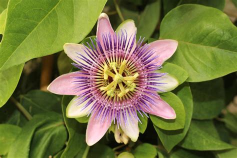These delicate flowers die back to the ground in the winter but recover in the spring, so you can enjoy their brilliant colors during the warm months. How to Take Care of the Hairy, Fast-growing Purple Passion ...