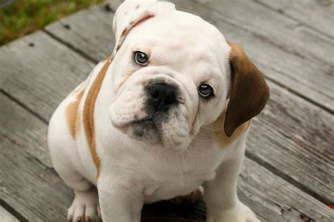Cute Puppy Dogs: cute english bulldog puppies