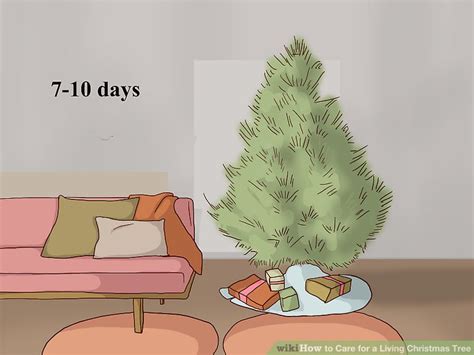 How To Care For A Living Christmas Tree With Pictures Wikihow