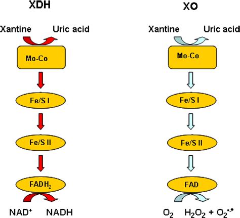 Regulation Of Uric Acid Metabolism And Excretion International