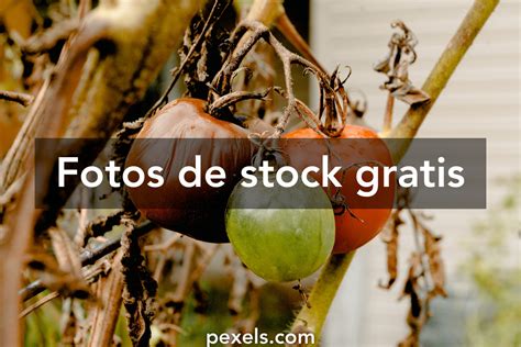 90 Fotos Y Imágenes De Podrido Gratis · Banco De Imágenes Gratis · Pexels
