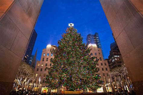 Best Christmas Trees To See In Nyc
