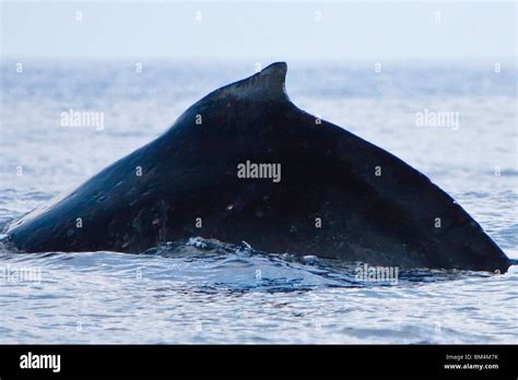 Dorsal Fin of Humpback Whale, Megaptera novaeangliae, Pacific Ocean