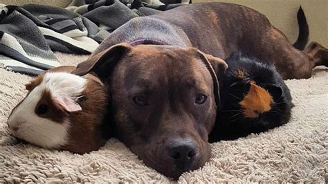 Pit Bull And Guinea Pigs Are Best Friends Youtube