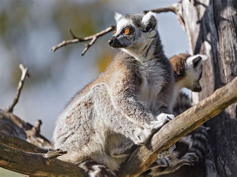 Lemur Wildlife Animal Branch Hd Wallpaper Peakpx