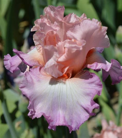 Tall Bearded Iris Iris Blowing Kisses In The Irises Database