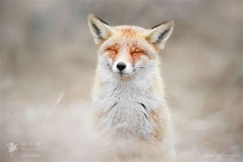Zen Fox Smile Roeselien Raimond Nature Photography