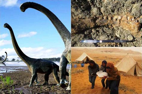 Fossil Of School Bus Sized Dinosaur Discovered In Egypt Is A Really Big