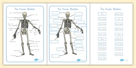 Human Skeleton Labeling Sheets Teacher Made