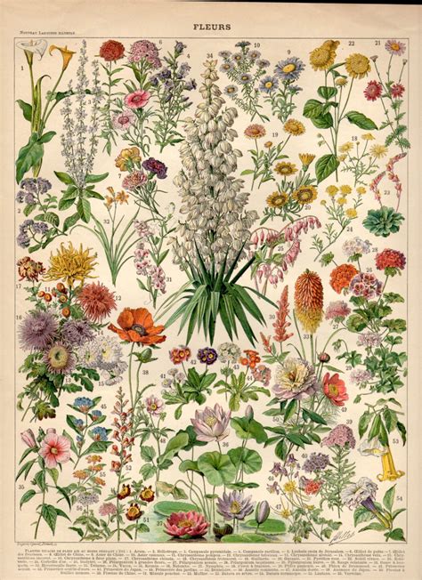 Scientific Illustration Prints Old World Decor Drawing X X Vintage French Botanical
