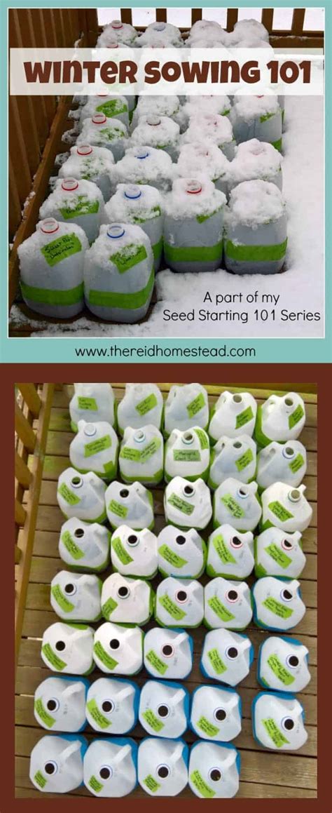 Seed Starting 101 Winter Sowing A Simple Step By Step Guide The