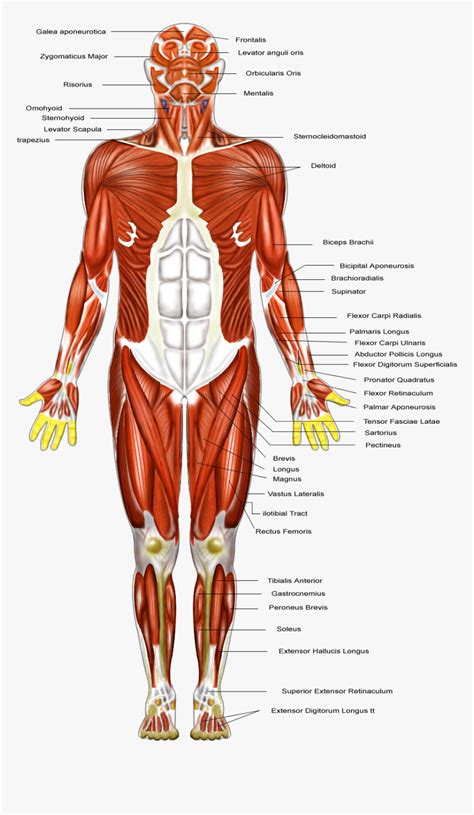 Basic Human Muscles Diagram Physiology Identification Of Muscles On