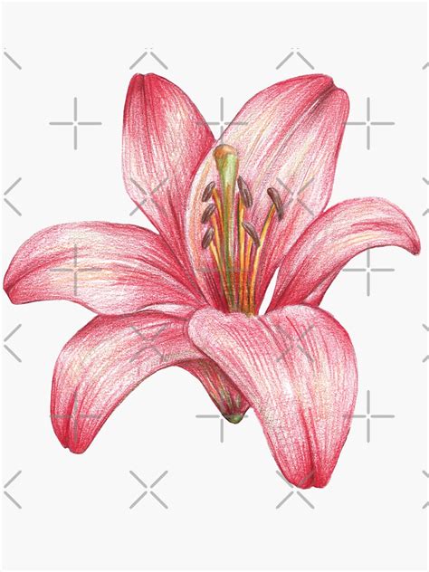 Lily Flower Sticker For Sale By Lisenok Redbubble