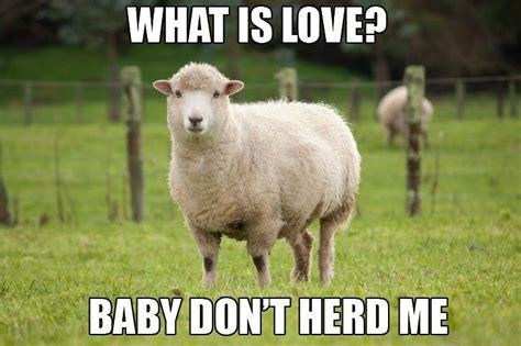 17 Animal Memes That Will Make Every Pun Lovers Day Animal Puns