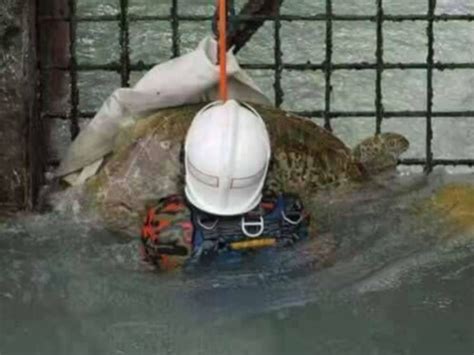One of our bestsellers in port dickson! Firemen brave currents to rescue 60kg turtle trapped in ...