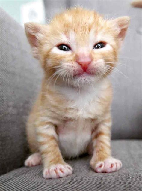 5 Orphaned Ginger Kittens Get Help Just In Time With Images Cats