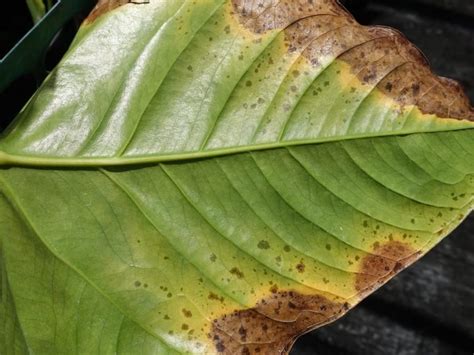 Why Anthurium Leaves Have Brown Spots And What To Do About It