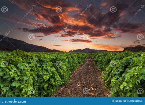 Beautiful Sunset Sky Over A Vineyard In The Mountains Stock Photo