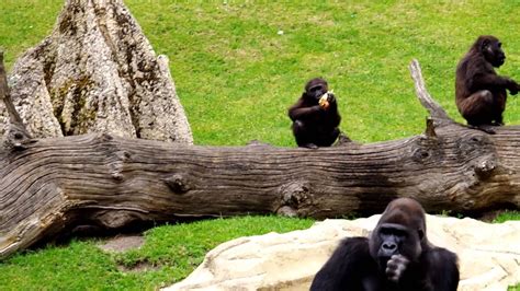 Zoo Hannover Gorillas Youtube