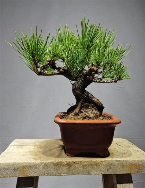 Shohin Black Pine Bonsai 1 Furniture And Home Living Gardening Plants