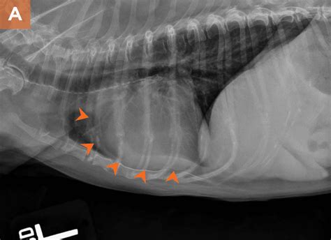 Radiographic Features Of Pulmonary Hypertension In Dogs And Cats