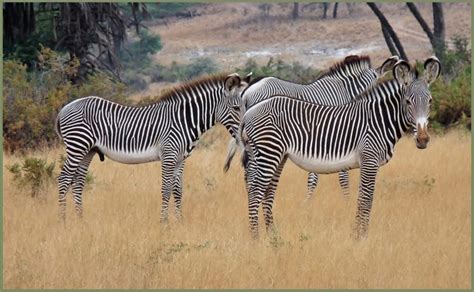 Protecting The Grevys Zebra Ecotraining