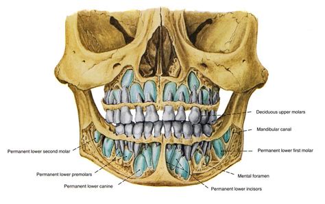 Frontal View Of A 5 Year Old Skull Skull Anatomy Face Anatomy Dental