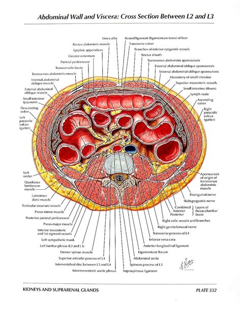 Neck Vasculature Anatomy