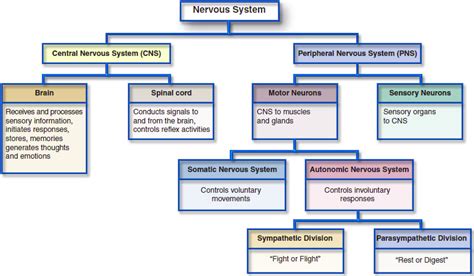 Assessment | biopsychology | comparative | cognitive | developmental | language | individual differences | personality | philosophy | social | methods | statistics | clinical | educational | industrial | professional items | world psychology |. Role of the Autonomic Nervous System - AandPonline.com