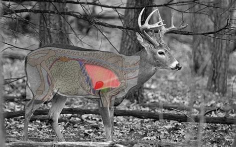 White Tail Deer Bow Hunting Shot Placement RangetoReel