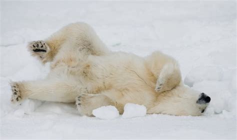 One Polar Bear — Stock Photo © Gudkovandrey 87188842