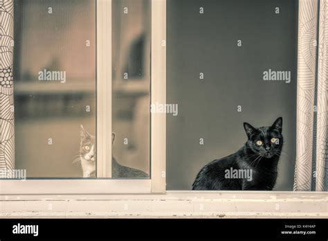 Couple Of Cats Looking Out A Window Stock Photo Alamy
