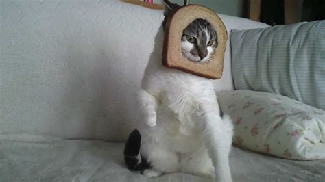 Breaded Dubstep Cat Youtube