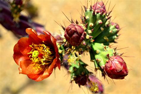 รูปภาพ ต้นกระบองเพชร ปลูก ทะเลทราย กลีบดอกไม้ ผลิต สหรัฐอเมริกา