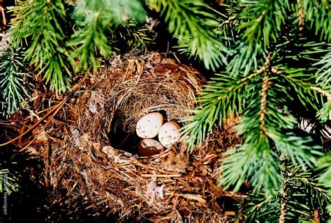 Understanding And Identifying Bird Nests Colorado Virtual Library