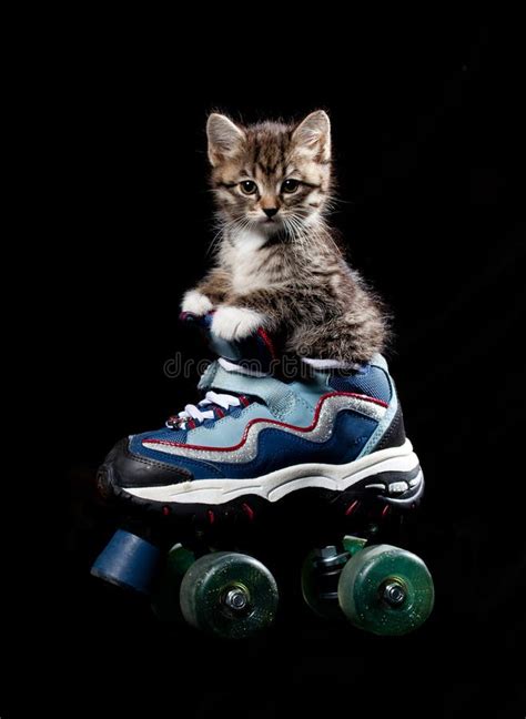 Little Kitten On The Roller Skates Royalty Free Stock Photo Image