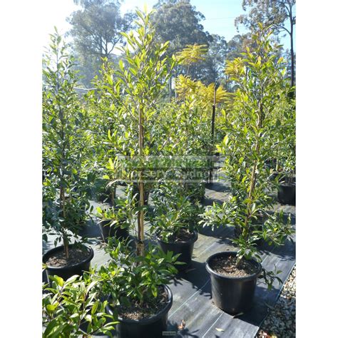 Elaeocarpus Reticulatus 45lt Bag Or 400mm Pot Blueberry Ash Tree