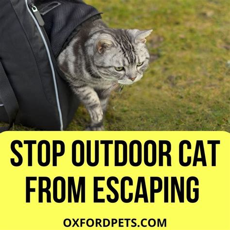 How To Keep An Outdoor Cat From Escaping 7 Strategies Oxford Pets