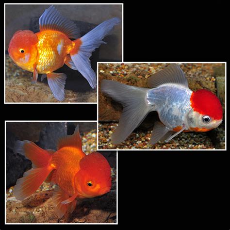 Oranda Fancy Goldfish Assorted Tropical Fish For Freshwater Aquariums