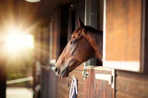 Horse Stable Design For Safety And Comfort
