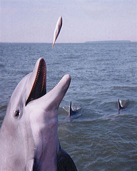 Dolphin Feeding Photograph By Jerry Griffin Fine Art America