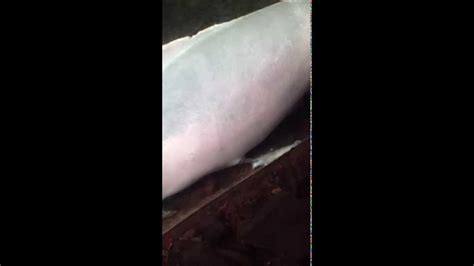 Dolphin Self Masturbates With Beheaded Fish Youtube
