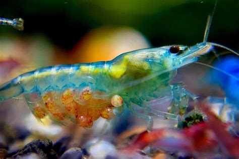 Blue Jelly Shrimp Care Sheet Everything You Need To Know
